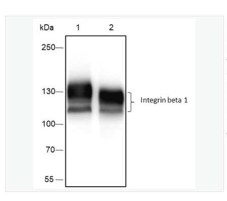 Anti-Integrin beta 1 antibody  -整合素β1（CD29）重组兔单克隆抗体