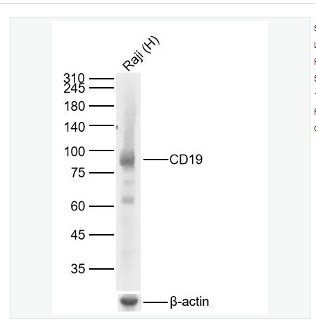Anti-CD19 antibody  -CD19重组兔单克隆抗体