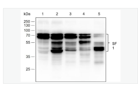 Anti-SF1antibody  -剪接因子1重组兔单克隆抗体