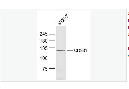 Anti-FGFR1 antibody  -碱性成纤维细胞生长因子受体1（CD331）抗体