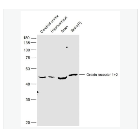 Anti-Orexin receptor 1+2 antibody  -丘脑分泌素受体1+2/食欲素受体1+2抗体