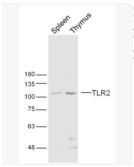 Anti-TLR2antibody  -Toll样受体2（CD282）抗体