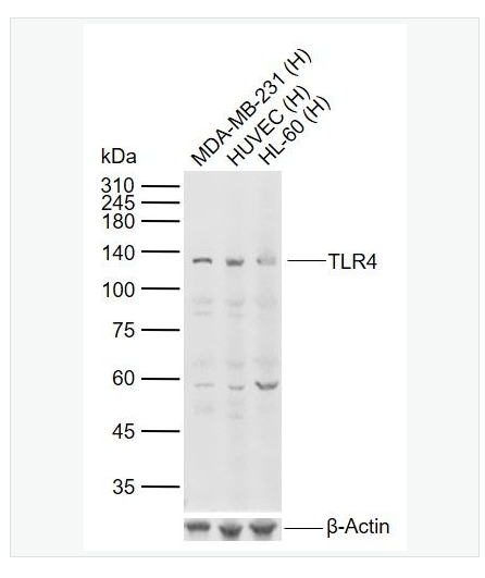 Anti-TLR4 antibody  -Toll样受体4（CD284）抗体