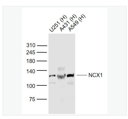 Anti-NCX1 antibody  -钠钙交换蛋白1抗体