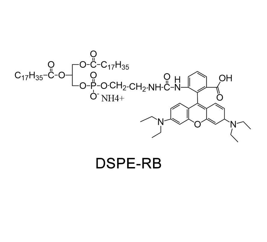 磷脂改性罗丹明；DSPE-Rhodamine；DSPE-RB