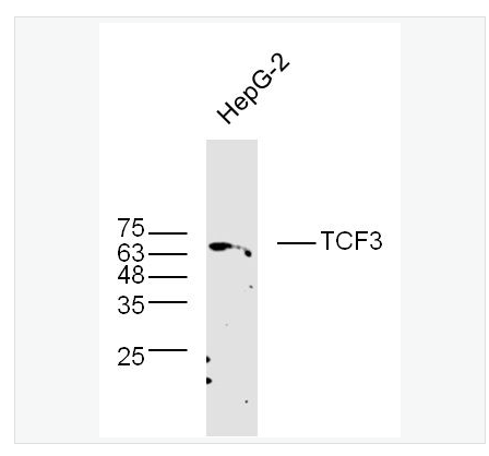 Anti-TCF3 antibody-转录因子3抗体