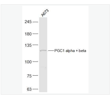 Anti-PGC1 alpha + beta antibody-过氧化物酶体增殖物激活受体γ辅激活子1α+β抗体