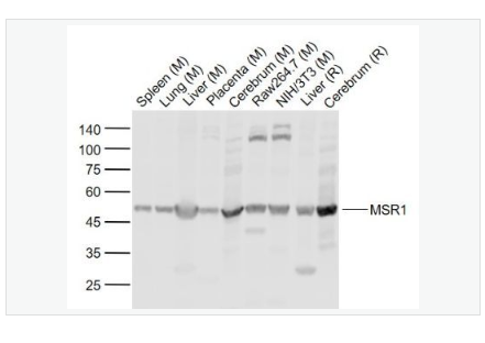 Anti-MSR1 antibody-巨噬细胞清道夫受体1抗体