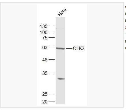 Anti-CLK2 antibody-细胞分裂周期样激酶2抗体