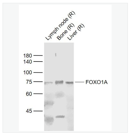 Anti-FOXO1A  antibody-叉头蛋白O1抗体