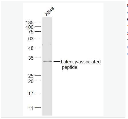 Anti-Latency-associated peptide antibody-转化生长因子β/TGFβ抗体