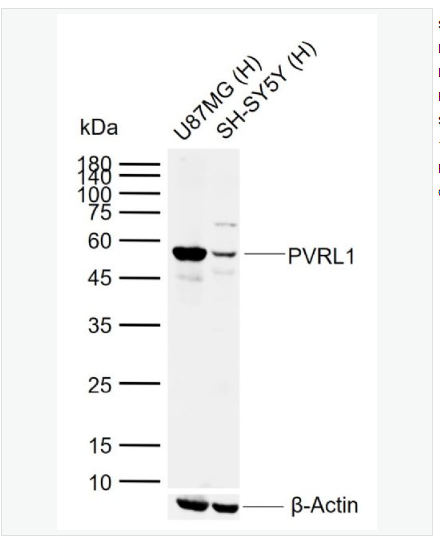 Anti-PVRL1 antibody-脊髓灰质炎受体相关蛋白1抗体