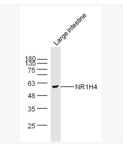 Anti-NR1H4 antibody-胆汁酸受体抗体