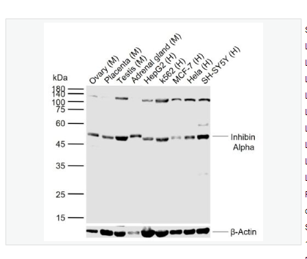 Anti-Inhibin Alpha antibody-抑制素α/Inhibin α抗体