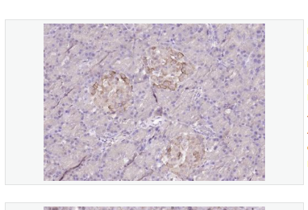 Anti-DUSP10 antibody-双特异性蛋白磷酸酶10抗体