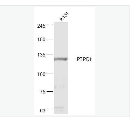 Anti-PTPD1  antibody-蛋白酪氨酸磷酸酶D1抗体