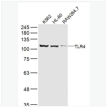 Anti-TLR4  antibody-Toll样受体4（CD284）抗体