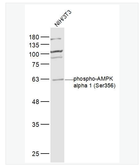 Anti-phospho-AMPK alpha 1  antibody-腺苷单磷酸活化蛋白激酶α1/AMPK α 1抗体
