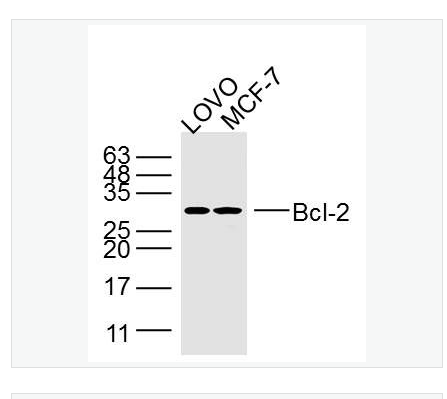 Anti-Bcl-2  antibody-Bcl-2单克隆抗体