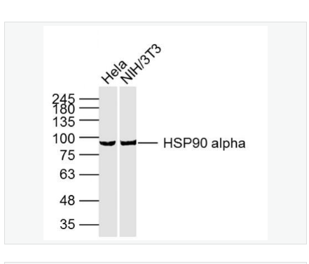 Anti-HSP90  antibody-热休克蛋白90α单克隆抗体