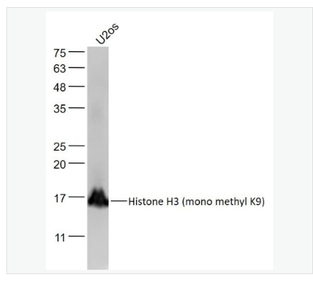 Anti-Histone H3 antibody-甲基化组蛋白H3(mono methyl K9)单克隆抗体