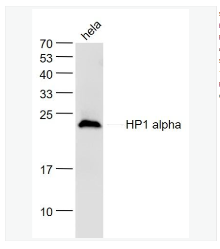 Anti-HP1 alphaantibody-异染色质蛋白1-α单克隆抗体