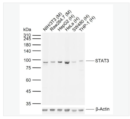 Anti-STAT3  antibody-信号转导和转录激活因子3单克隆抗体