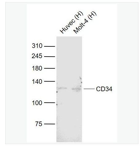 Anti-CD34 antibody-CD34单克隆抗体