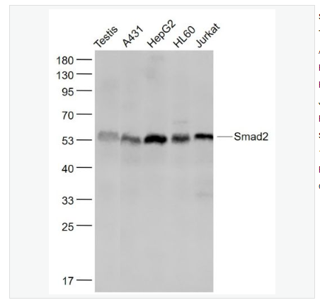 Anti-Smad2 antibody-细胞信号转导分子Smad-2重组兔单克隆抗体