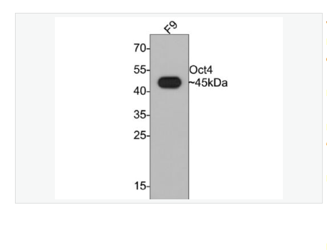 Anti-Oct4 antibody-胚胎干细胞关键蛋白重组兔单克隆抗体