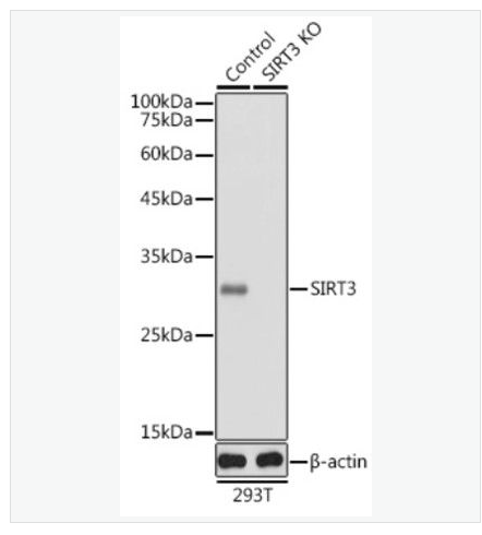 Anti-SIRT3  antibody-线粒体乙酰化酶3抗体