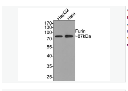 Anti-Furin  antibody-弗林蛋白酶重组兔单克隆抗体