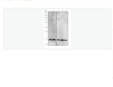 Anti-IL-4 antibody-白介素4重组兔单克隆抗体