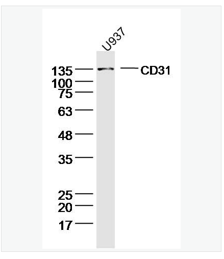 Anti-CD31antibody-血小板内皮细胞黏附分子1抗体