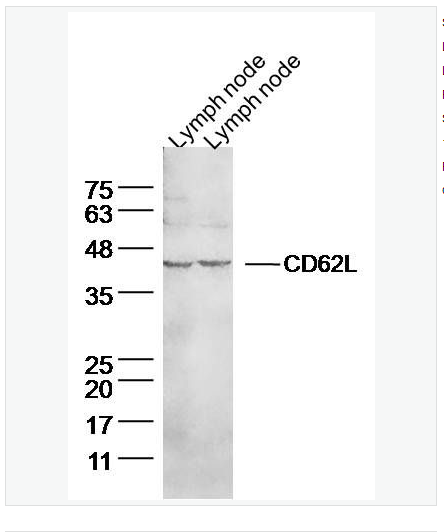 Anti-CD62L antibody-L选择素抗体