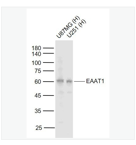 Anti-EAAT1antibody-胶质细胞谷氨酸运载蛋白1抗体