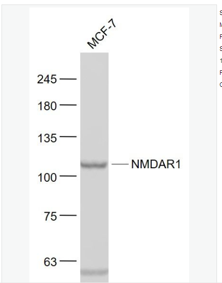 Anti-NMDAR1 antibody-离子型谷氨酸受体1抗体