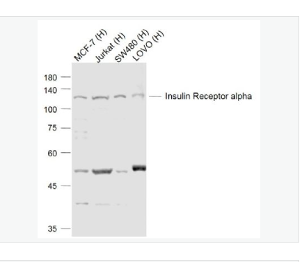 Anti-Insulin Receptor alpha antibody-胰岛素受体α抗体