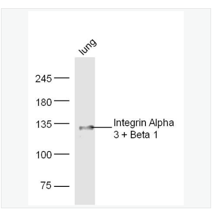 Anti-Integrin Alpha 3 + Beta 1 antibody-整合素α3β1抗体