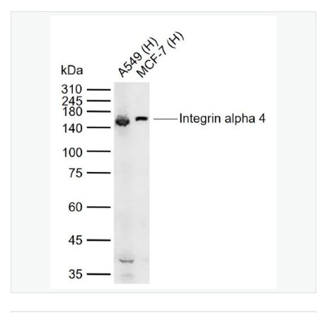 Anti-Integrin alpha 4 antibody-整合素α4（CD49d）抗体