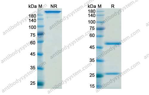  抗Hypusine 抗体(Hpu24)antibody