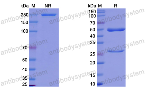 中和抗体-HPV59 L1/Major capsid protein L1 (Iv0006) VVV19601