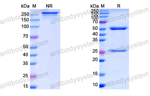 中和抗体-HPV B19/B19V VP1/Coat protein VP1 (Iv0009) VVV19802