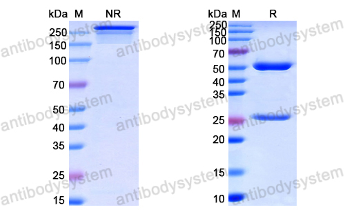 中和抗体-HPV16 L2/Minor capsid protein L2 (Iv0015) VVV20802