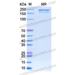 抗体：DNA G-quadruplex Structures Antibody (BG4) RGK60307