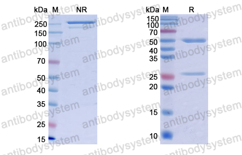 抗体：dsDNA Antibody (3E10#) RGK24020