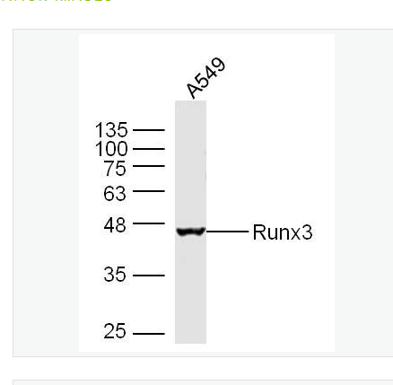 Anti-Runx3  antibody-Runx3抗体