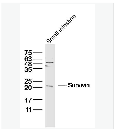 Anti-Survivin antibody-细胞凋亡抑制因子抗体