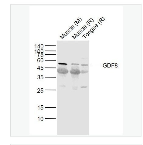 Anti-GDF8 antibody-生长分化因子8抗体