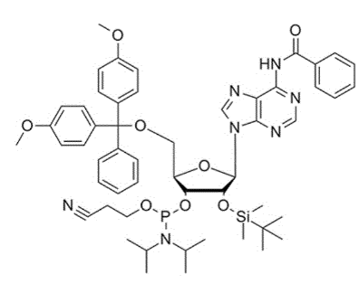 BZ-腺苷亚磷酰胺单体